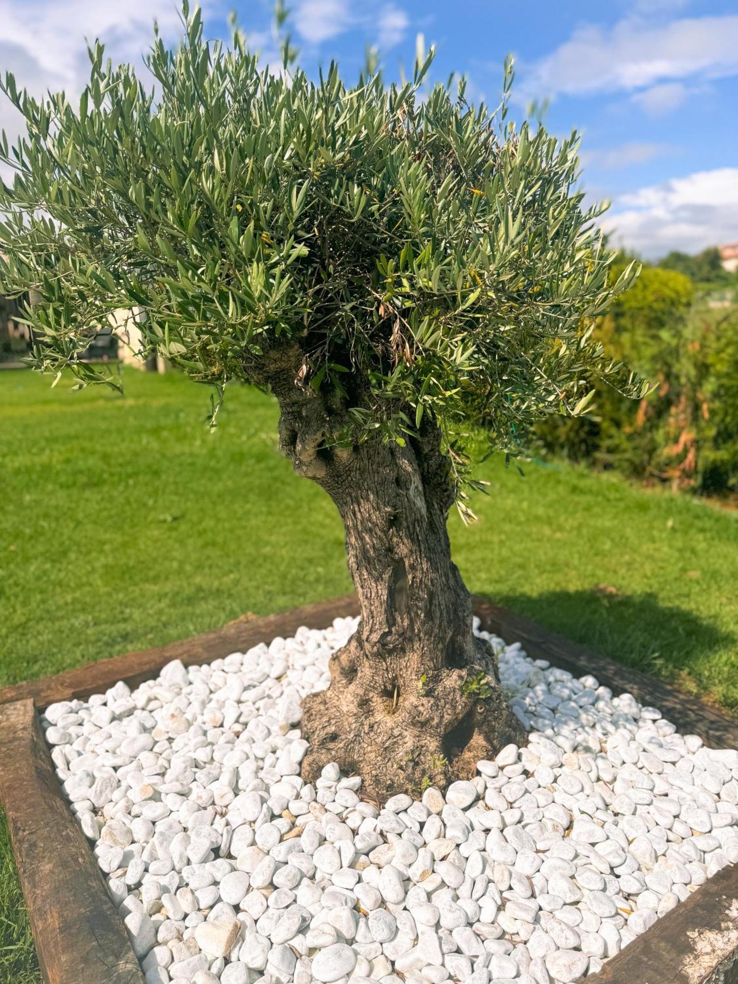 Adina - Rias Baixas